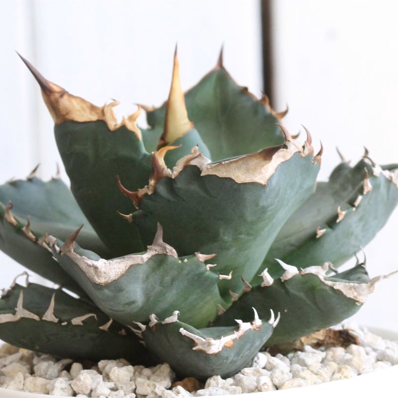 アガベ チタノタ 西黒刺 | hanayoshi-botanical