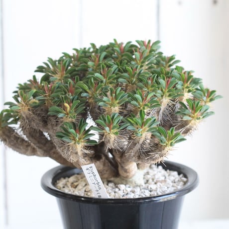 Euphorbia ギラミニアーナ