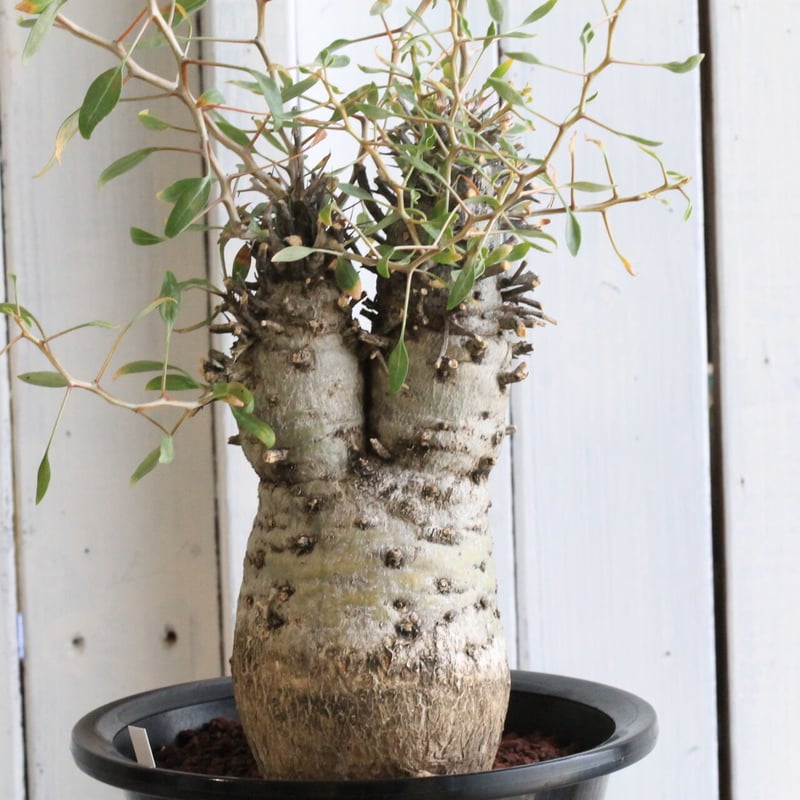 フォークイエリア コルムナリス 観峰玉 | hanayoshi-botanical