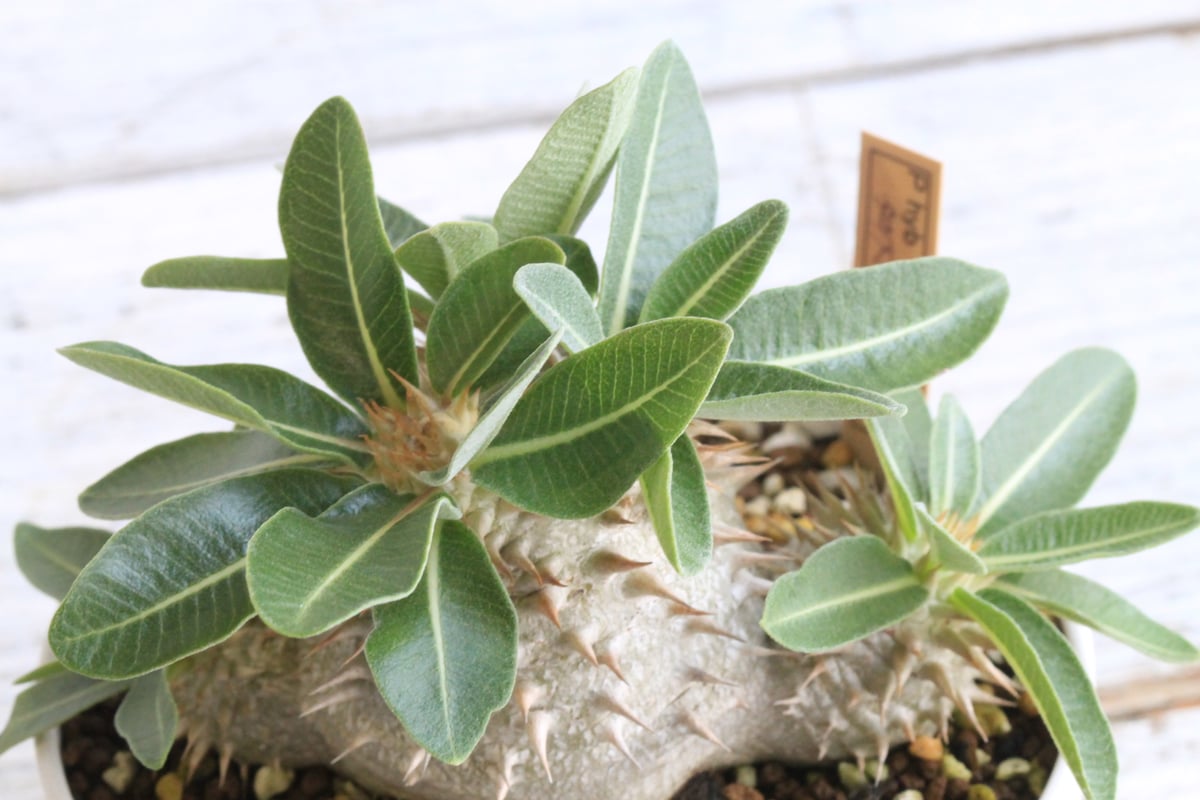 今日だけセール　タッキー　大株　実生　パキポディウム パキポディウム タッキー大黒×タッキー① | hanayoshi-botanical