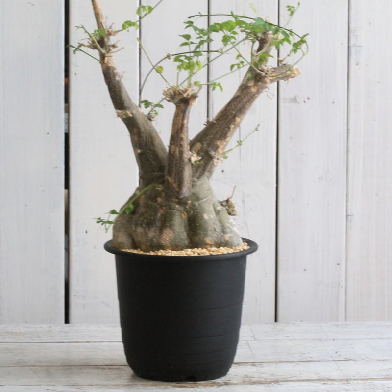 モモルディカ ロストラータ | hanayoshi-botanical