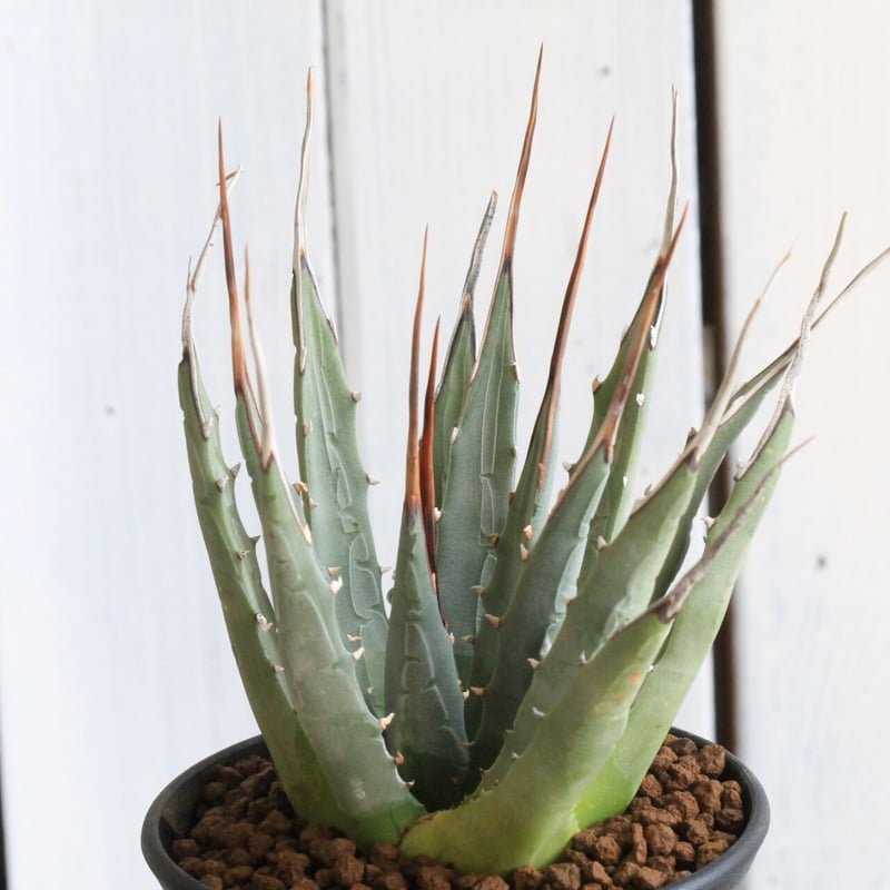 アガベ ユタエンシス | hanayoshi-botanical