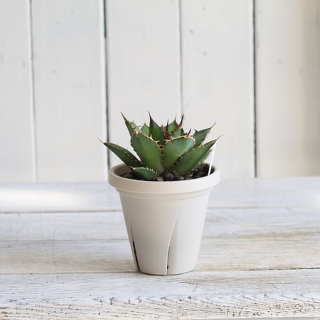 Agave　シエラミクスティカ
