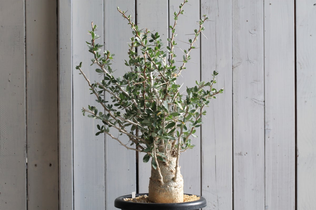 フォークイエリア コルムナリス　観峰玉 その他植物 – Hachi-8