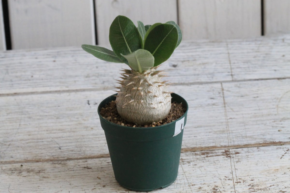 パキポディウム　アンボンゲンセ　極上　ボトルタイプ　良形　タッキー　鉢植え発送 パキポディウム・アンボンゲンセ | 多肉植物・特別な鉢の販売