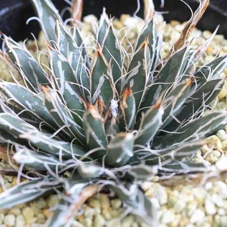 Agave 特小型姫乱雪