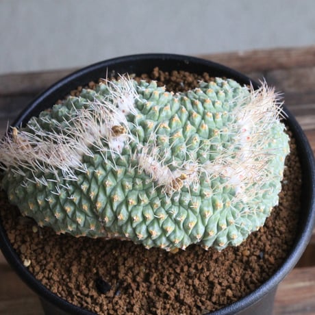 ストロンボカクタス　菊水綴化