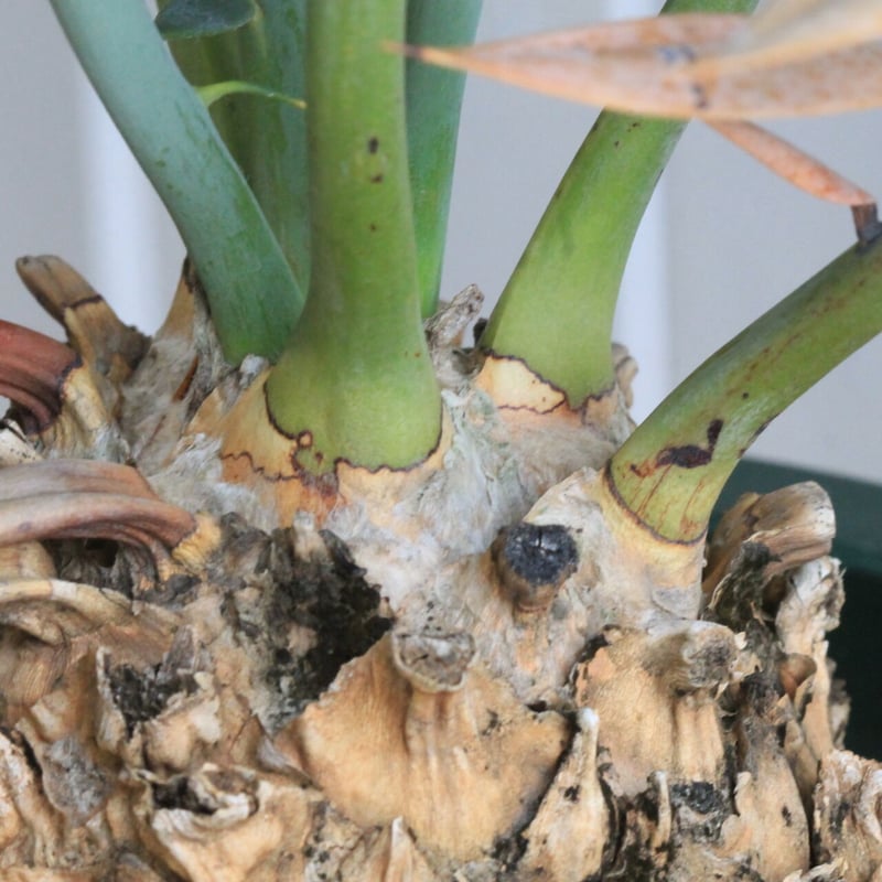 エンセファラルトス ホリダス | hanayoshi-botanical