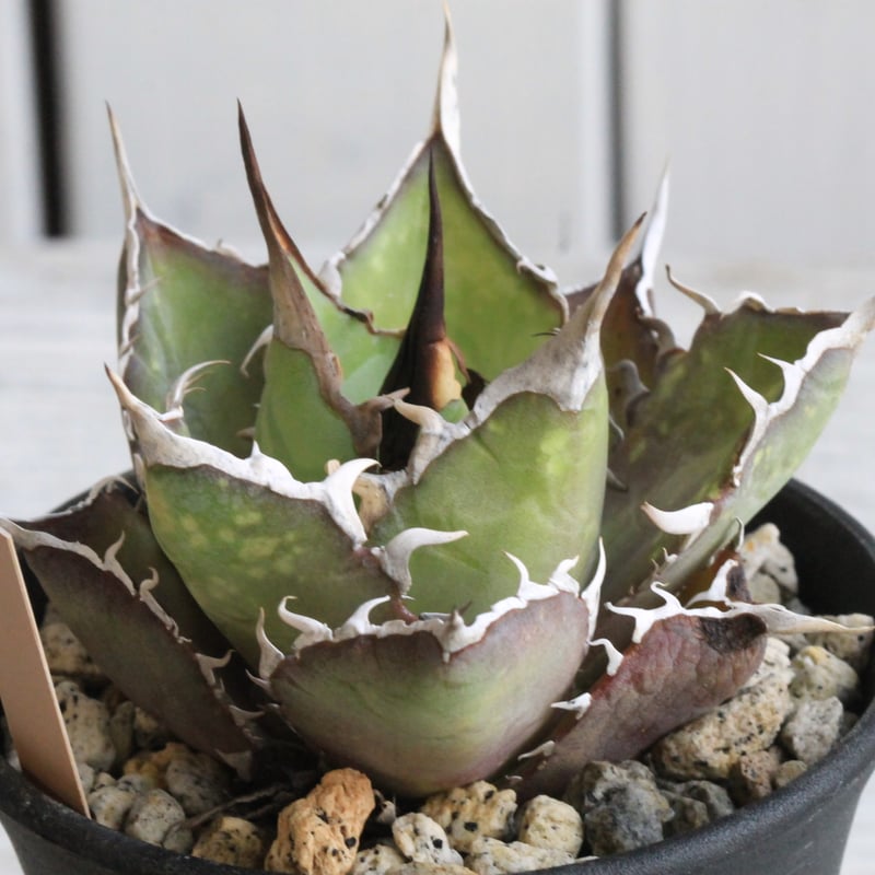 アガベ チタノタ スパーワン② | hanayoshi-botanical