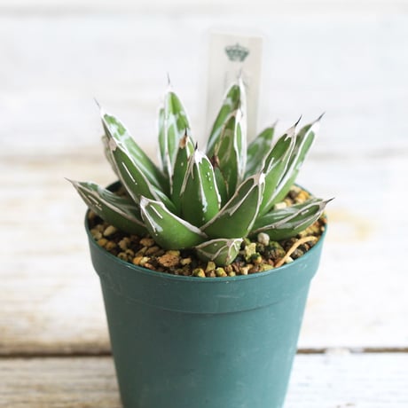 Agave 児玉笹の雪