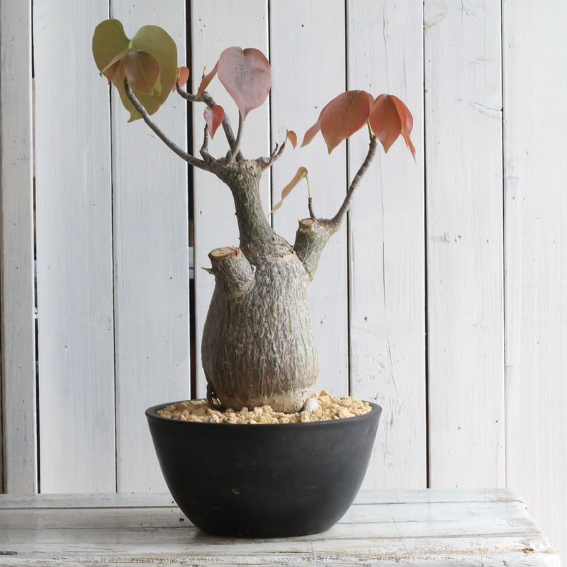 ボンバックス　エリプティクム　美株 （鉢付き） ボンバックス・エリプティクム | 多肉植物・特別な鉢の販売 | トーキー