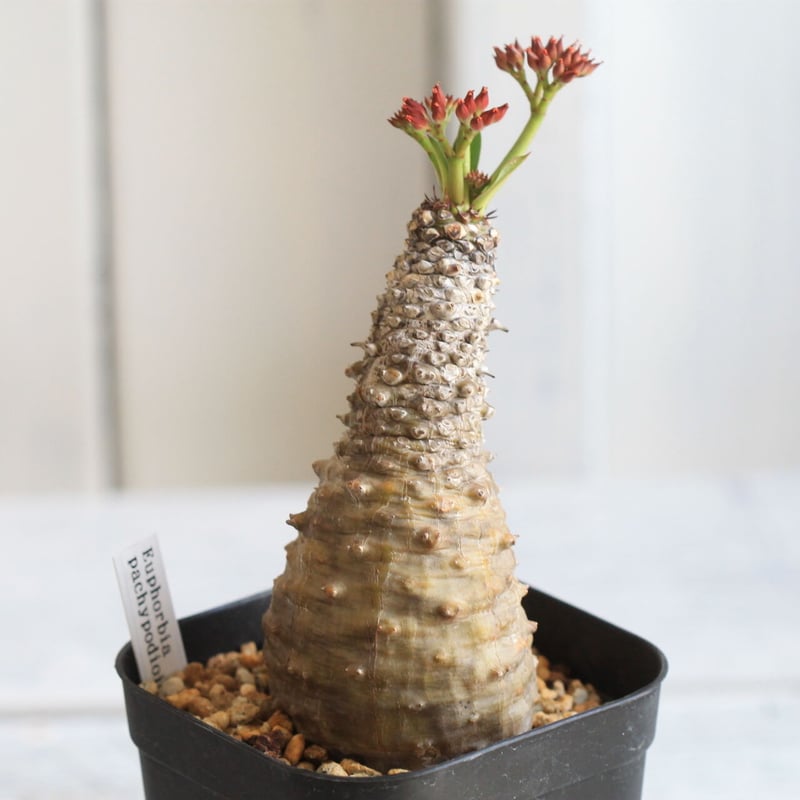 ユーフォルビア パキポディオイデス | hanayoshi-botanical