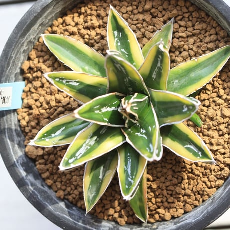 Agave 笹の雪 輝山