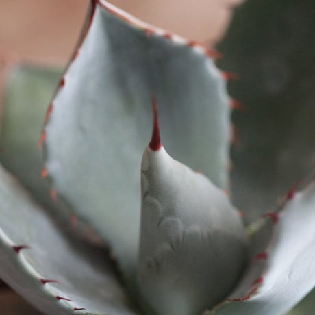 Agave parry v. truncata