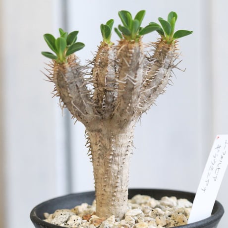 Euphorbia　ギラミニアナ
