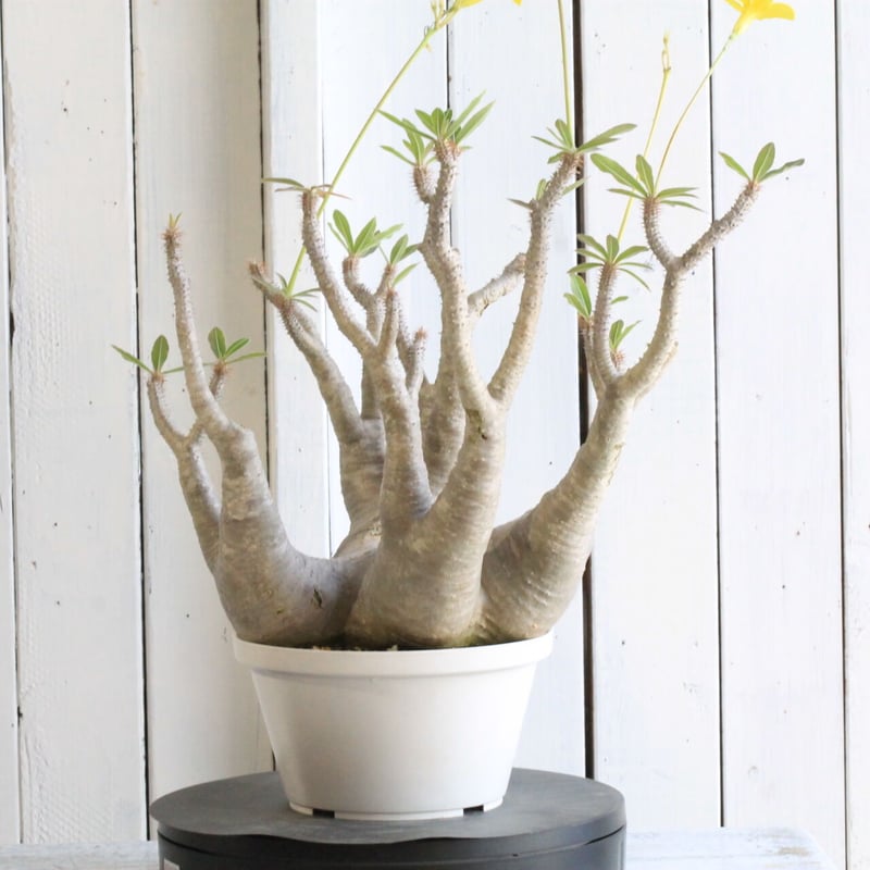 パキポディウム マカイエンセ | hanayoshi-botanical