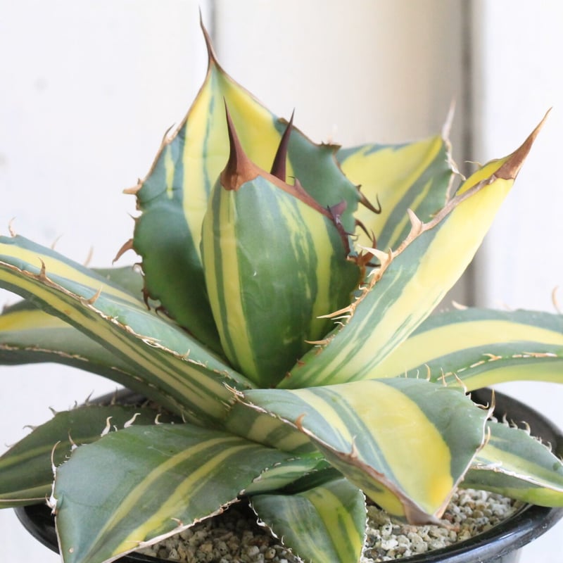 アガベ チタノタ錦（黄散斑） | hanayoshi-botanical