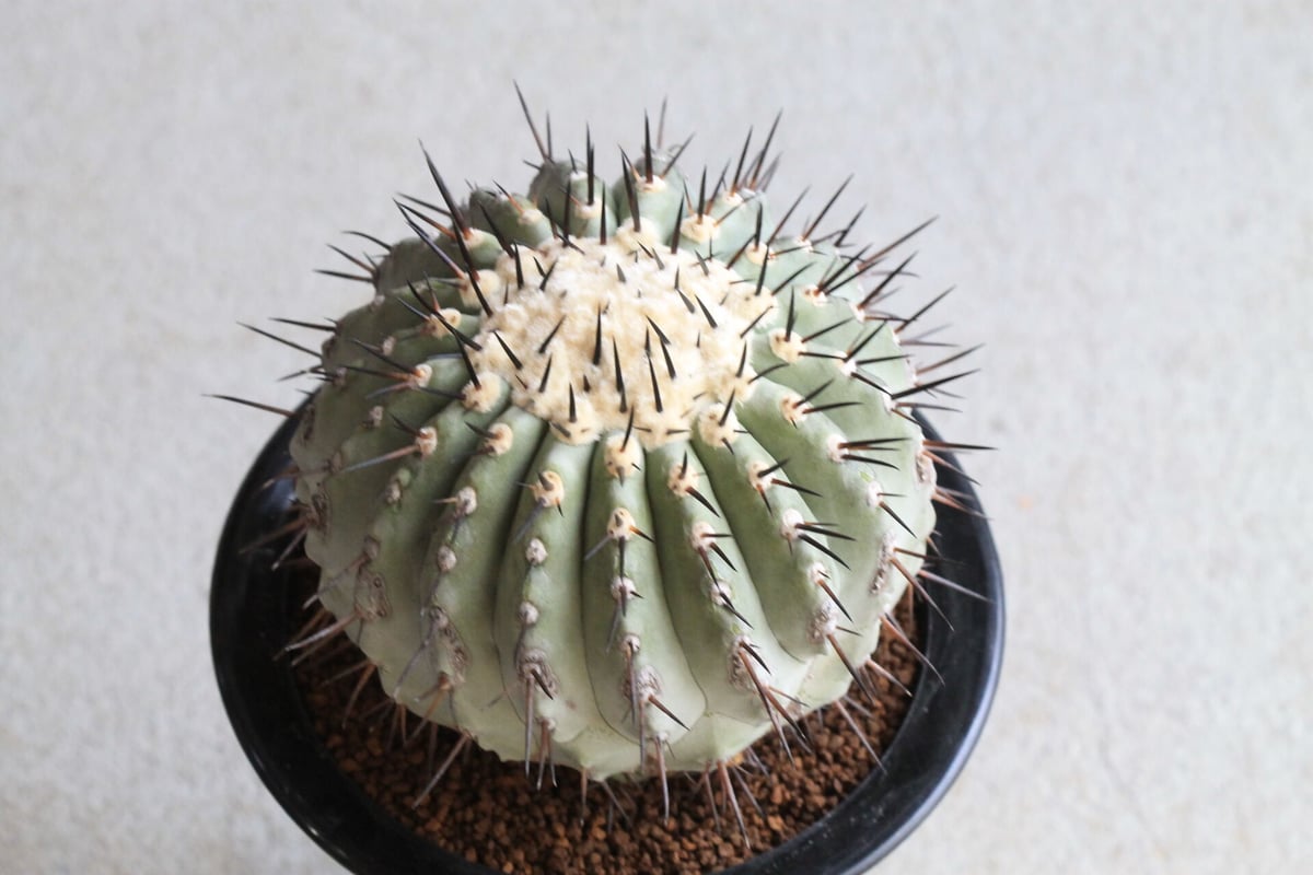 現品】コピアポア属黒王丸接ぎ3.5号サイズ6H番