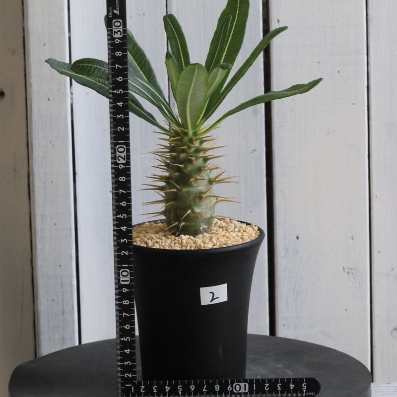 パキポディウム アンボンゲンセ | hanayoshi-botanical