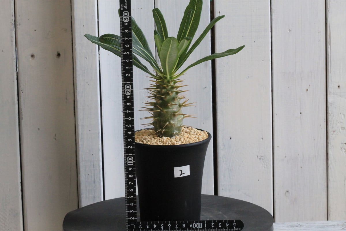 パキポディウム アンボンゲンセ | hanayoshi-botanical