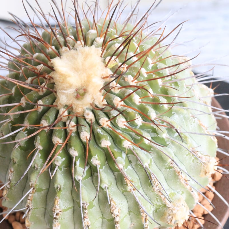 コピアポア黒士冠 現地球 発根管理中 コピアポア黒士冠 | STORES