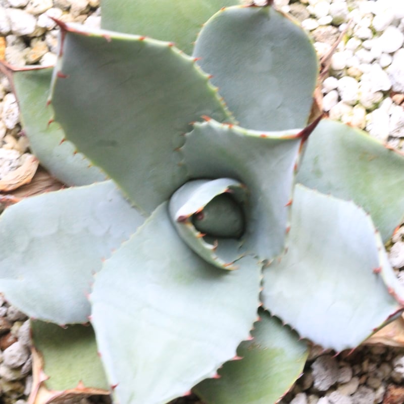 (*)様 姫吉祥天　パリー　アガベ アガベ姫吉祥天パリー