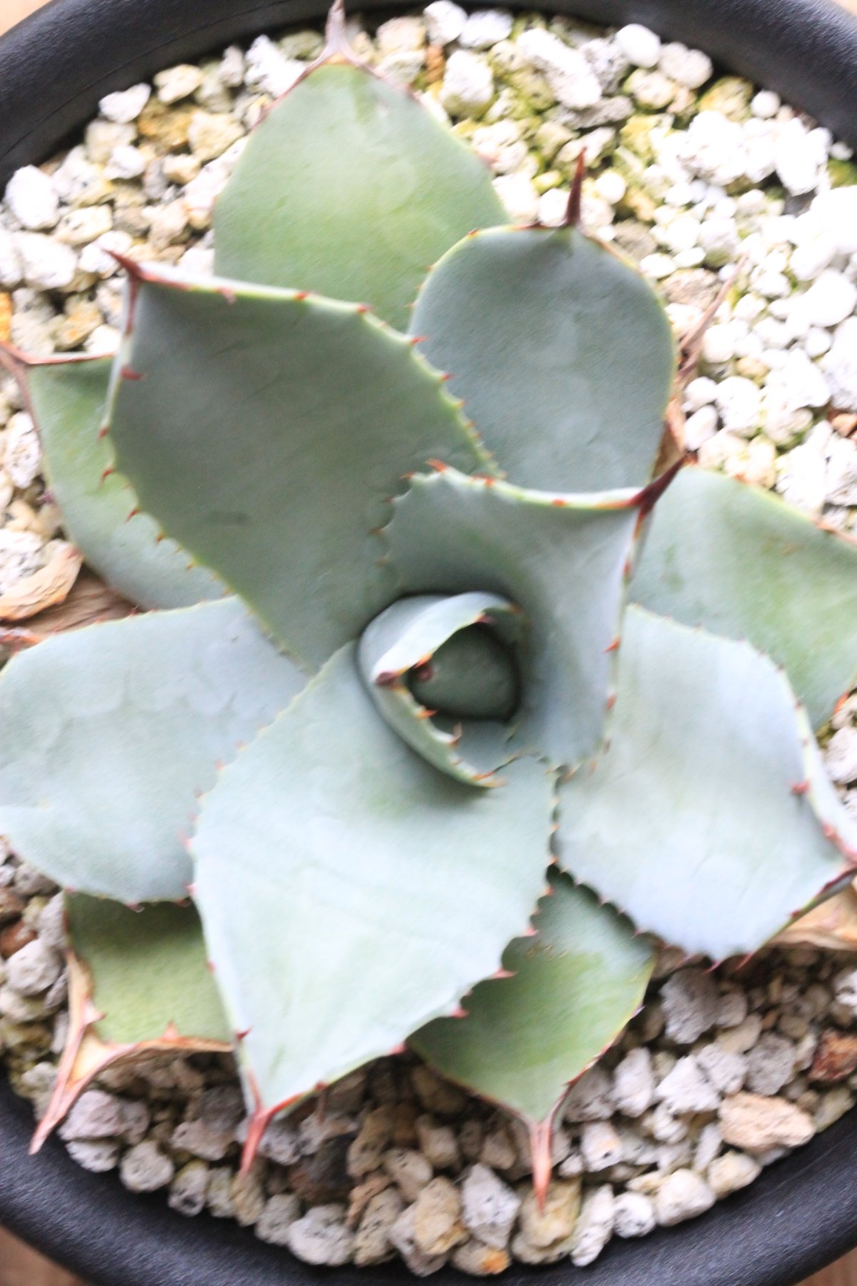 アガベ　パリー　吉祥天 アガベ パリー 吉祥天錦 Agave #吉祥天 #吉祥天錦 #パリー