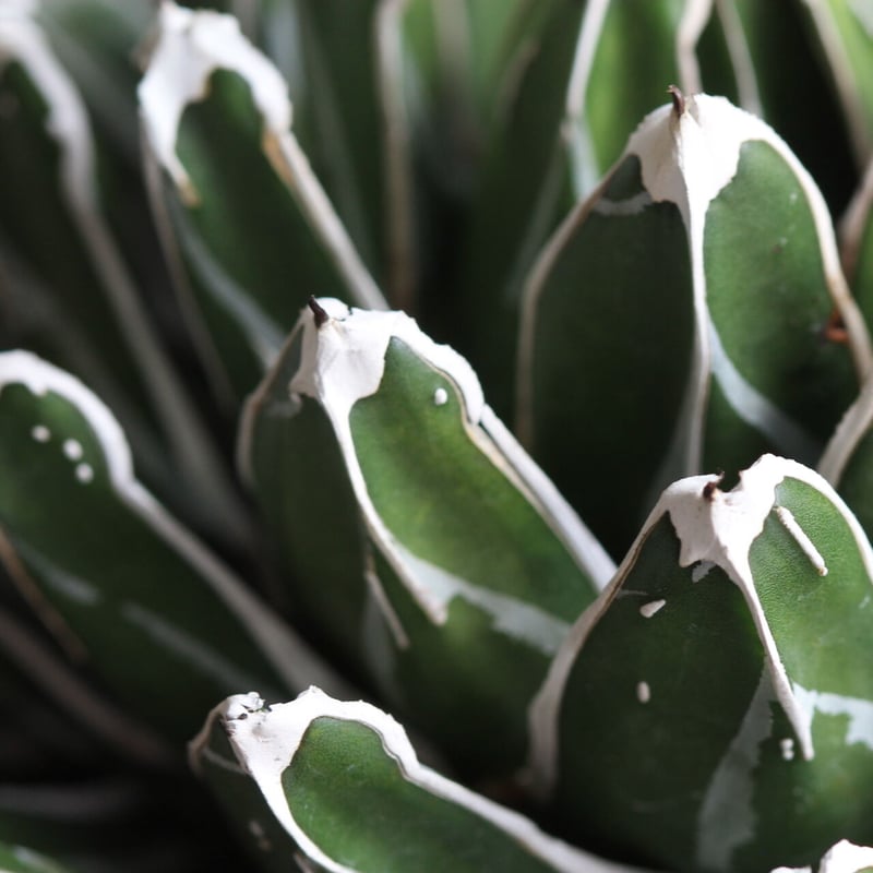 アガベ 児玉姫笹の雪 | hanayoshi-botanical