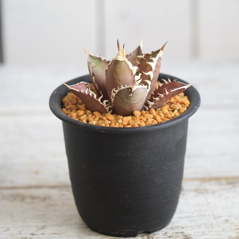 アガベ チタノタ レッドキャットウィーズル | hanayoshi-botanical