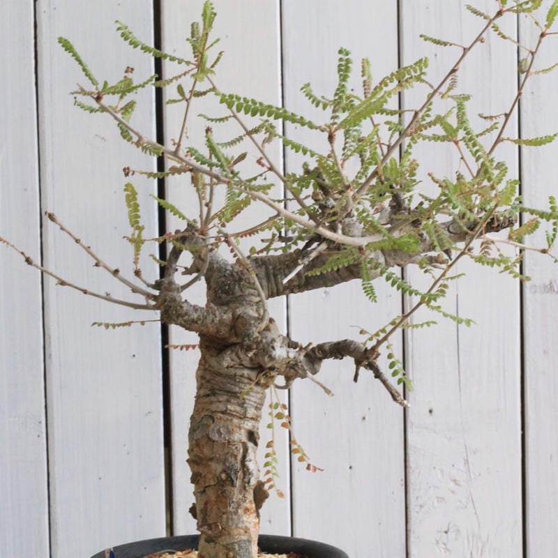 ボスウェリア ネグレクタ | hanayoshi-botanical