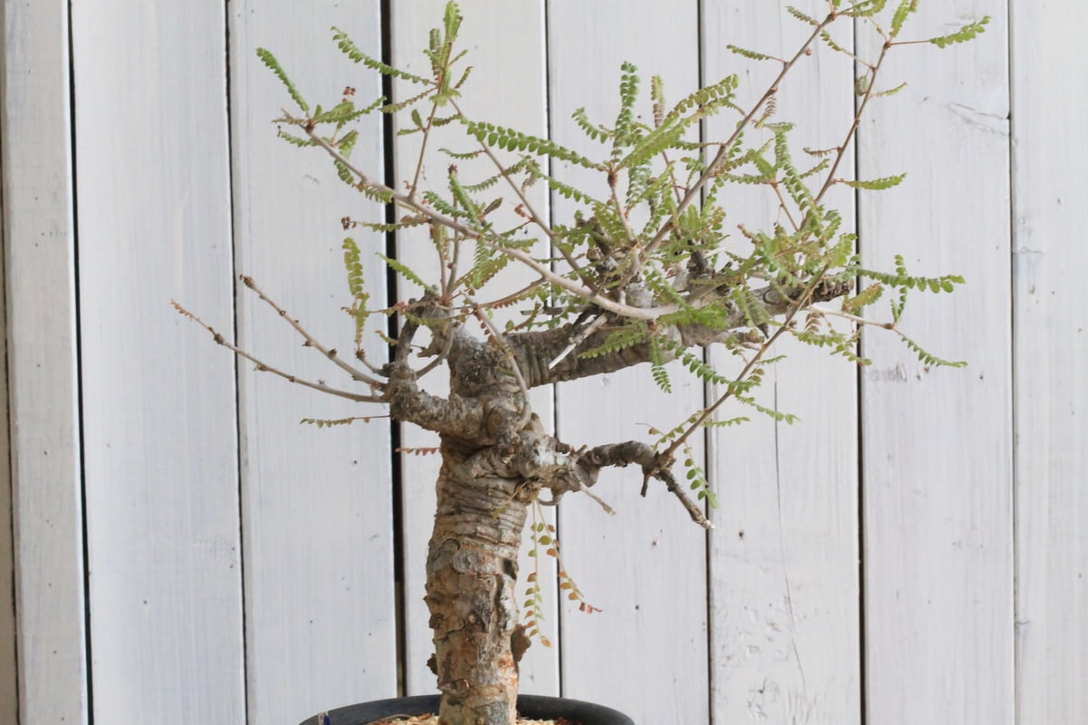 ボスウェリア　ネグレクタ Boswellia neglecta【ボスウェリア・ネグレクタ】 | RIMO'S