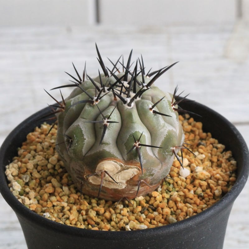 コピアポシネレア 黒王丸 白肌 現地球カキコ 自根 【公式通販】