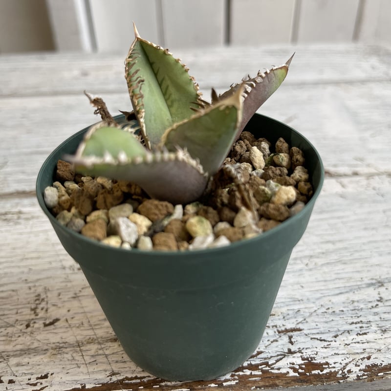 アガベ チタノタ（裏刺） | hanayoshi-botanical