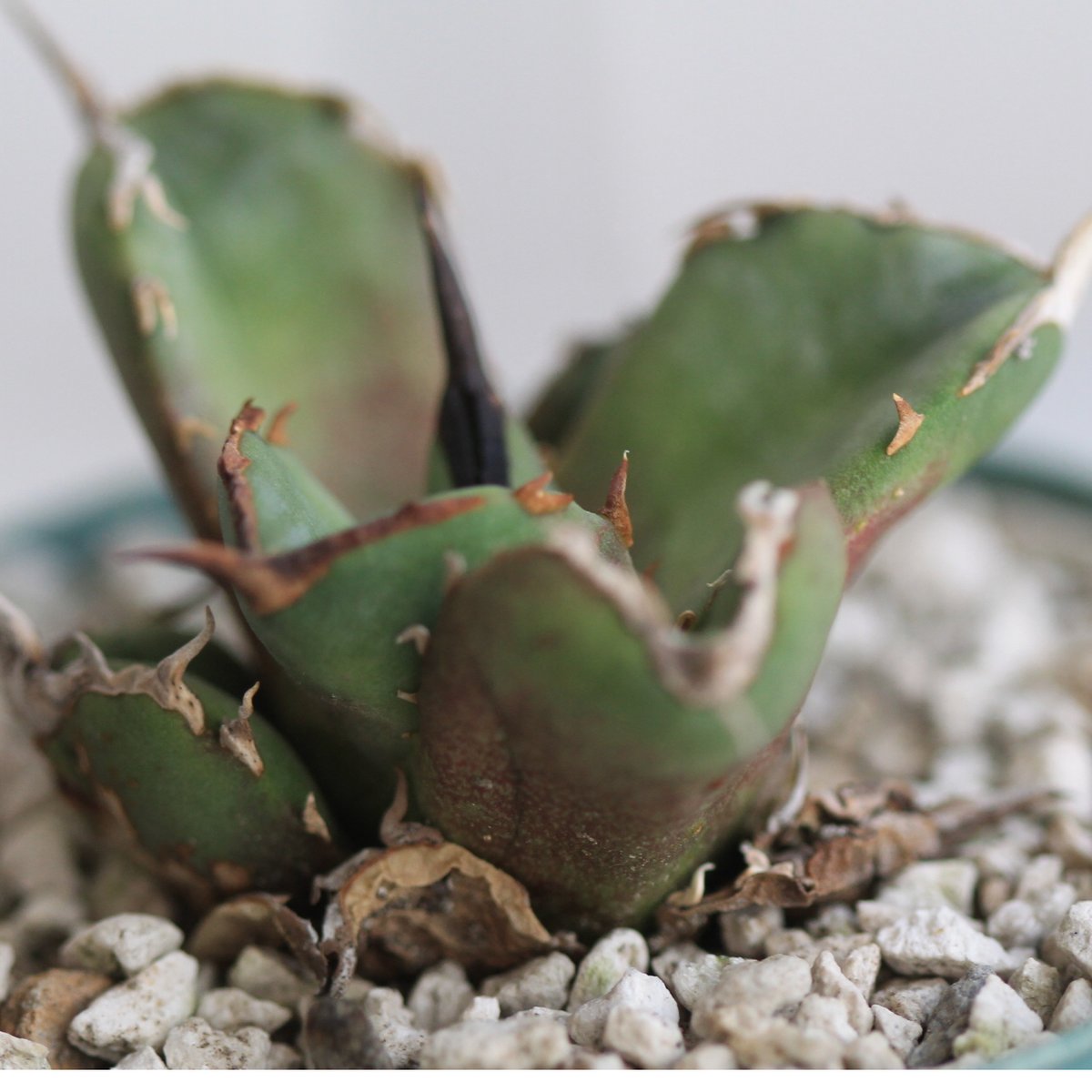 アガベ チタノタ GGコンパクタ | hanayoshi-botanical