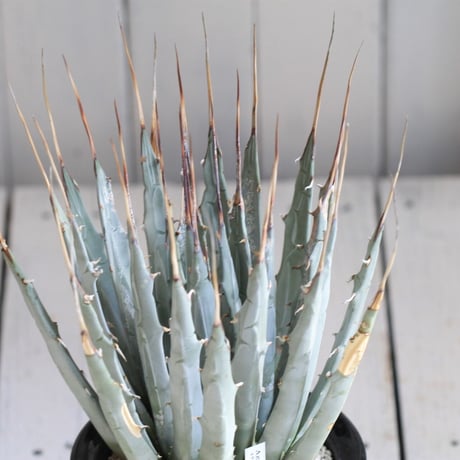 Agave ユタエンシス エボリスピナ