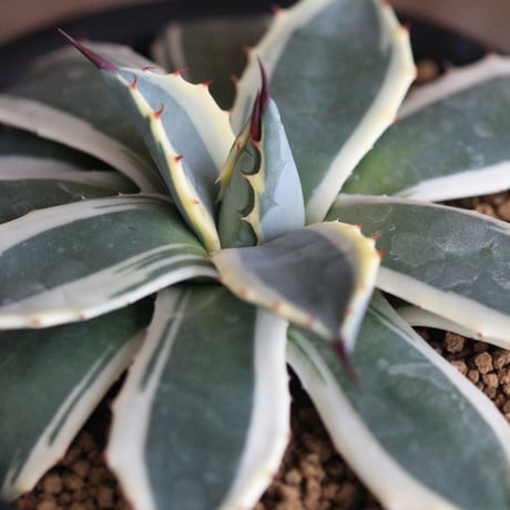 Agave Cream Spike クリームスパイク