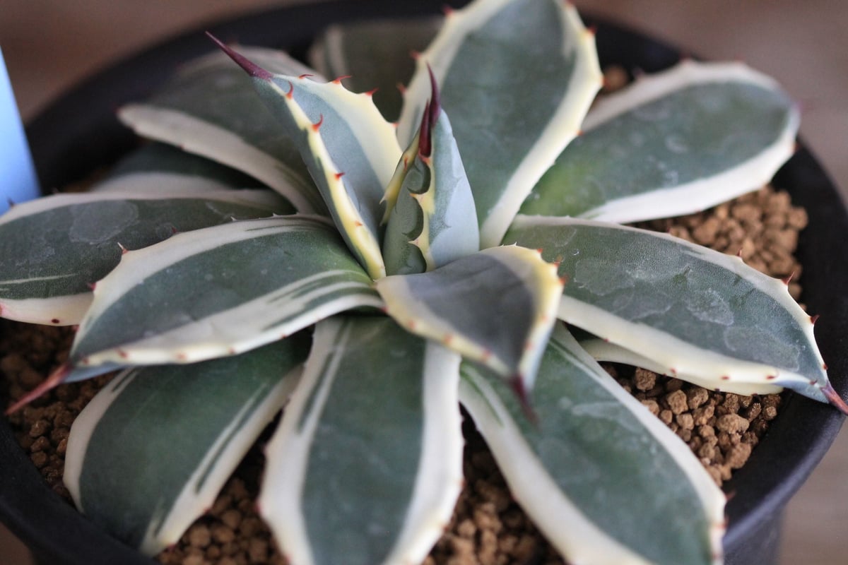 Agave Cream Spike クリームスパイク | hanayoshi-botanical Agave Cream Spike クリームスパイク | hanayoshi-botanical