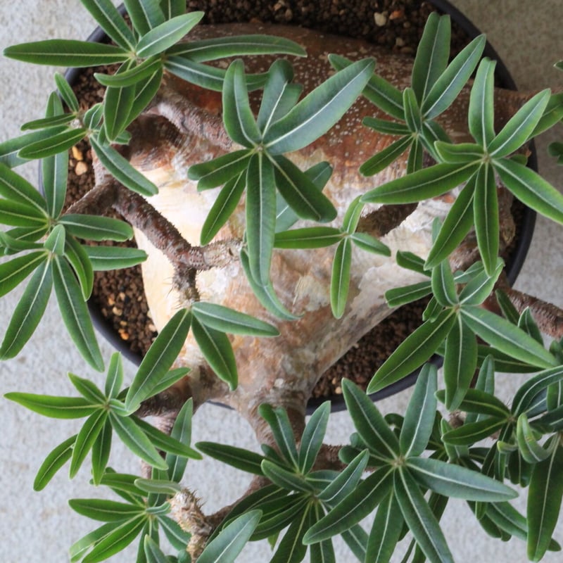 t*n様 【発根済み・扁平型】パキポディウム・グラキリス パキポディウム グラキリス扁平 短枝 特大株発根済み【 鉢付き