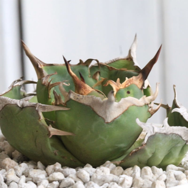 アガベ　チタノタ　将来有望株 アガベ・チタノタ 蚩尤（芽）-004｜agave titanota chiyou | Plus