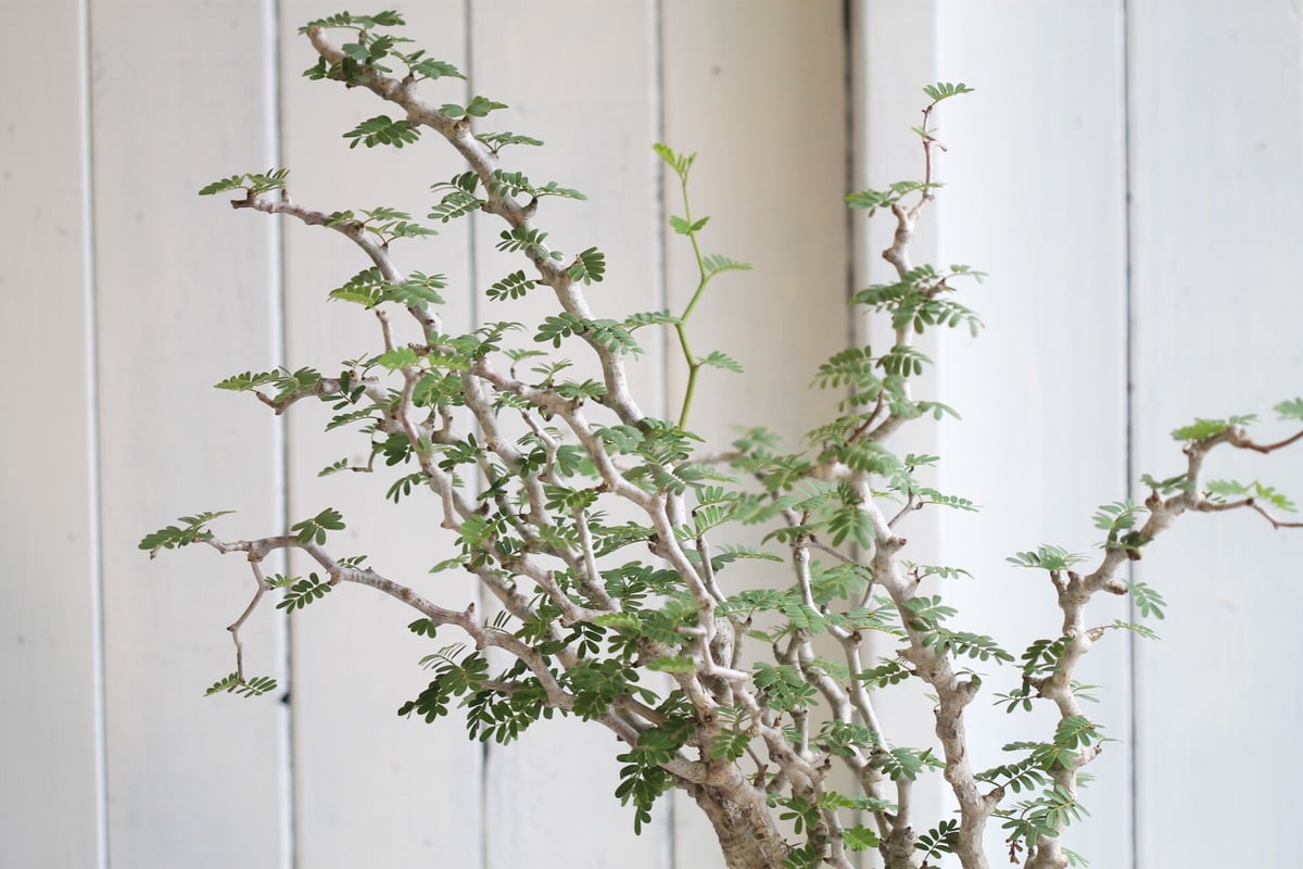 センナ メリディオナリス | hanayoshi-botanical