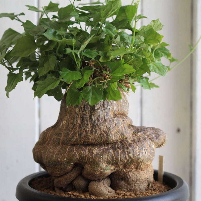 【美形ボコ肌　ゲラルダンサス　マクロリザス】盆栽風 美形ボコ肌 ゲラルダンサス マクロリザス】盆栽風