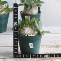 ブルセラ ミクロフィラ 挿し木① | hanayoshi-botanical