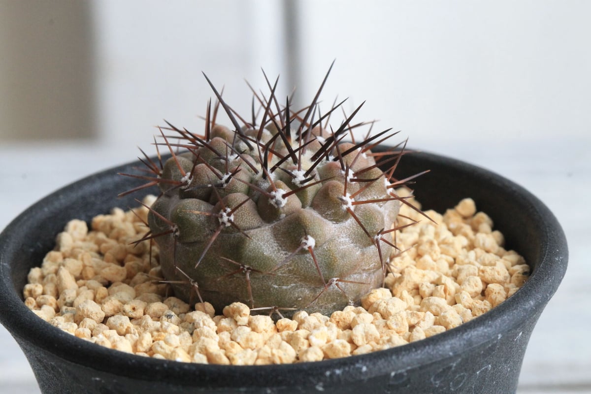 コピアポア シネレア コルムナアルバ 弧竜丸（実生） | hanayoshi