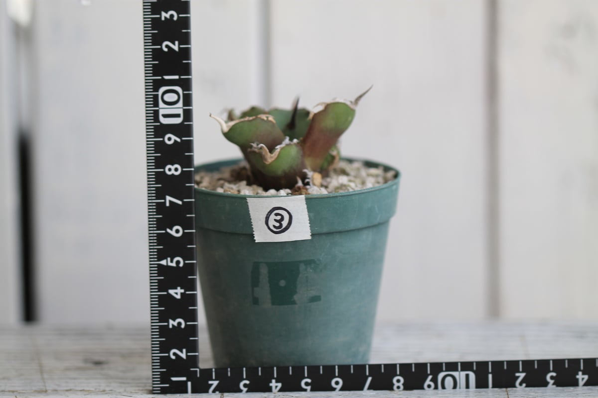 アガベ チタノタ GGコンパクタ | hanayoshi-botanical