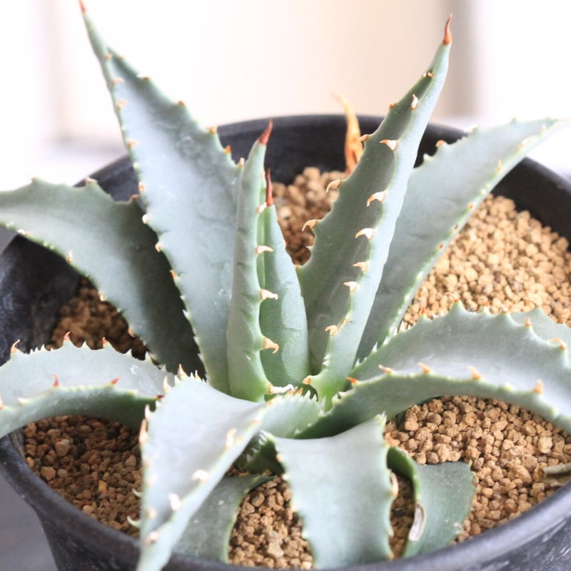 アガベ ユタエンシス ネバデンシス | hanayoshi-botanical