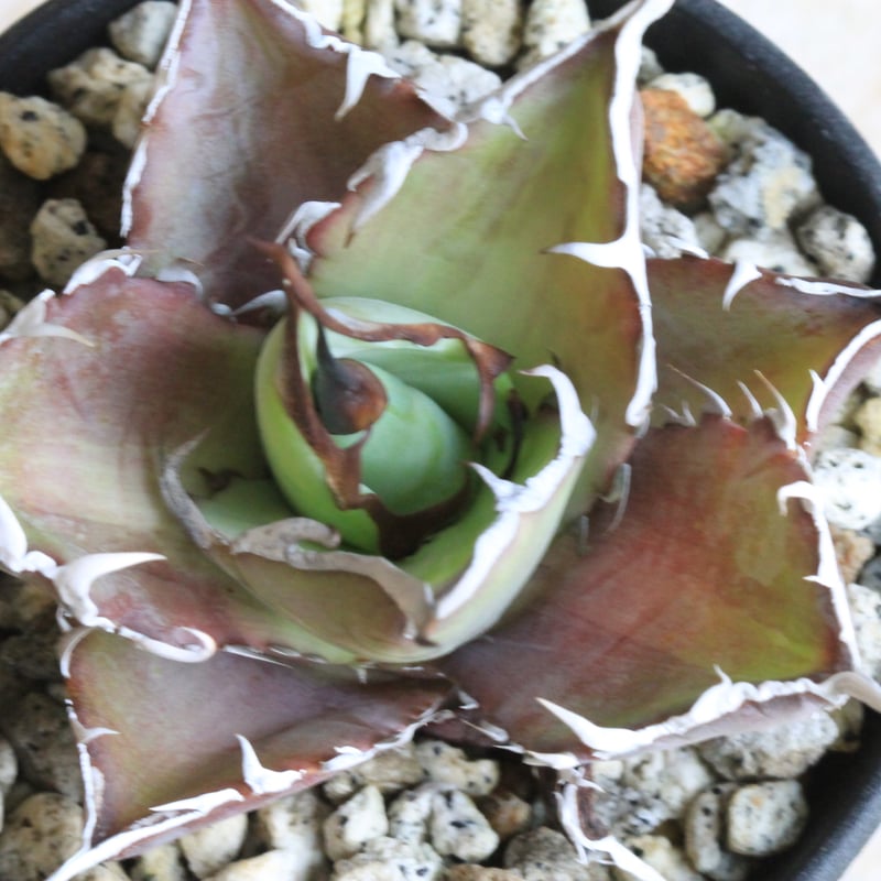 アガベ チタノタ スーパーワン③ | hanayoshi-botanical