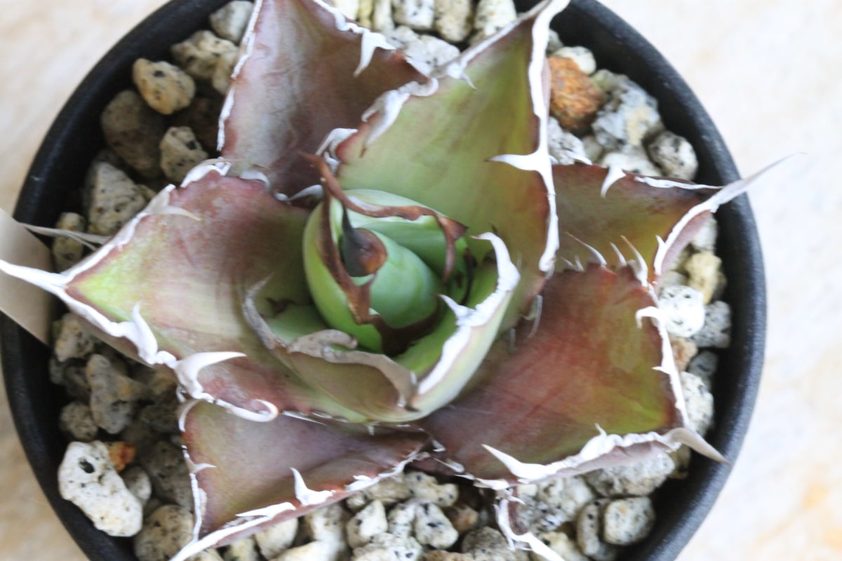 アガベ チタノタ スーパーワン③ | hanayoshi-botanical