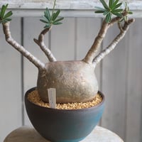 フォークイエリア プルプシー（実生） | hanayoshi-botanical