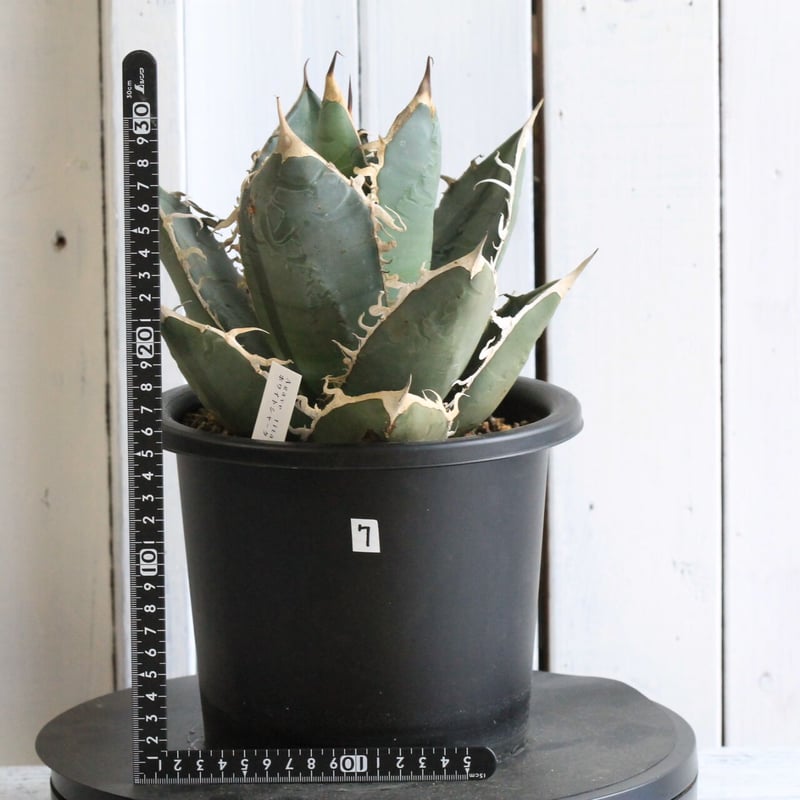 アガベ チタノタ ホワイトシャーク | hanayoshi-botanical