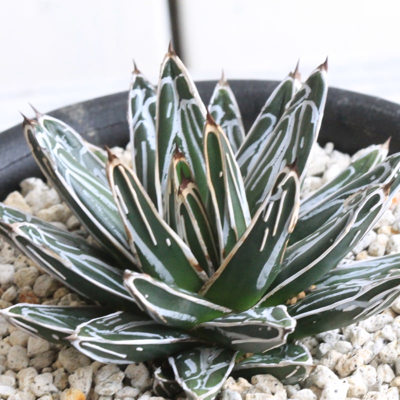 アガベ 笹の雪　美株　中株　20センチ アガベ 笹の雪 美株 中株 20センチ アガベ 笹の雪 美株 中株 20